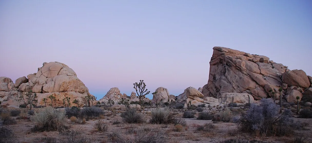 Joshua Tree