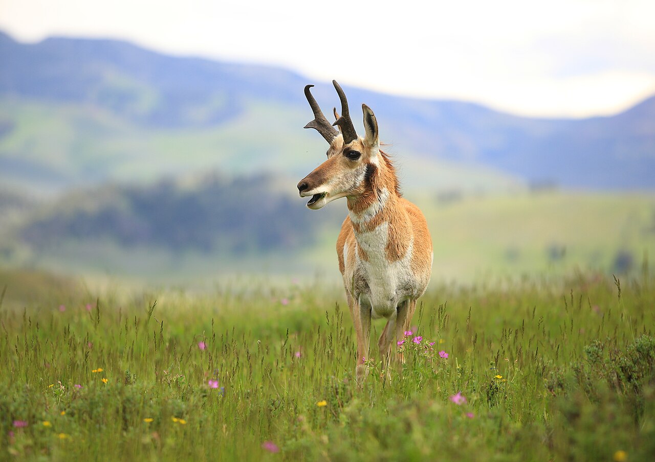 Yellowstone