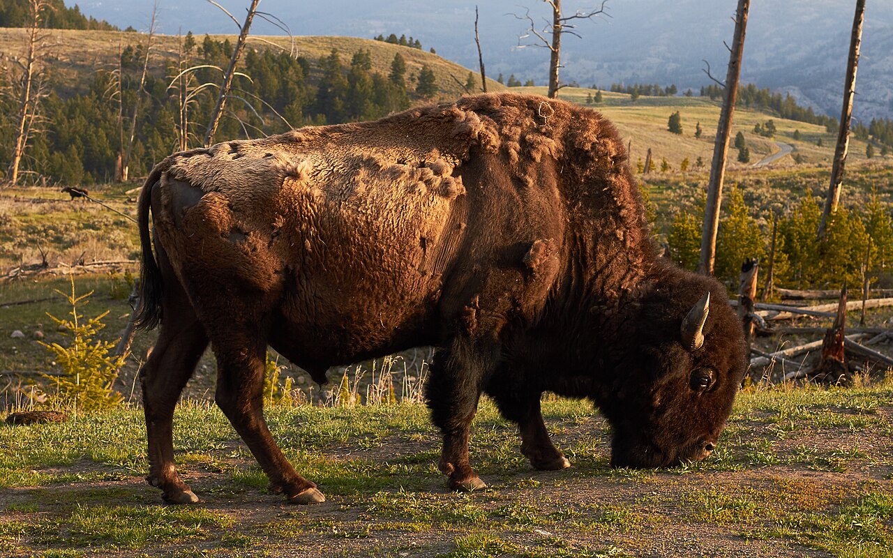 Yellowstone